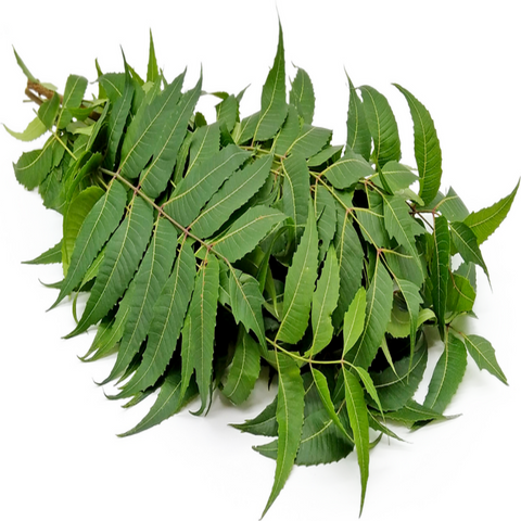 Neem Leaves 1 Bunch