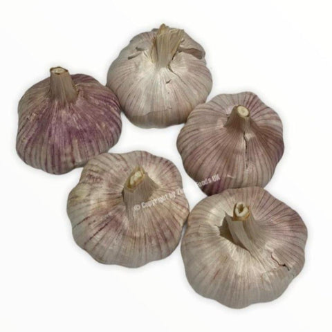 Garlic - Zingox Foods UK