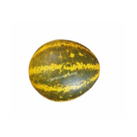 Indian Curry Cucumber (Single - Approx 400-500g)